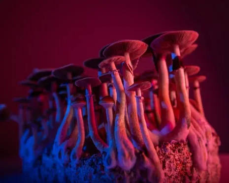 On Drugs by Justin Smith-Ruiu: An Intellectual Exploration into Psychedelics