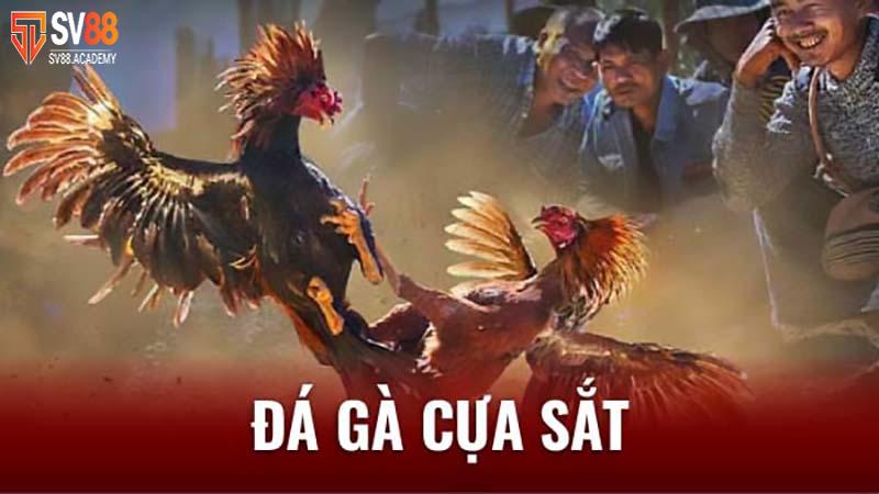 Đá gà cựa sắt - Tiêu chí và kinh nghiệm để chiến thắng 16 Chơi cá độ đá gà cựa sắt