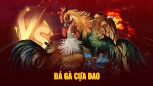 Thể thao đá gà cựa dao